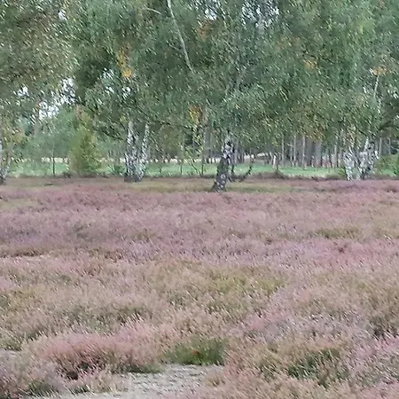 Elf Knusperhaeuschen Mitten Im Gruenen Gartow